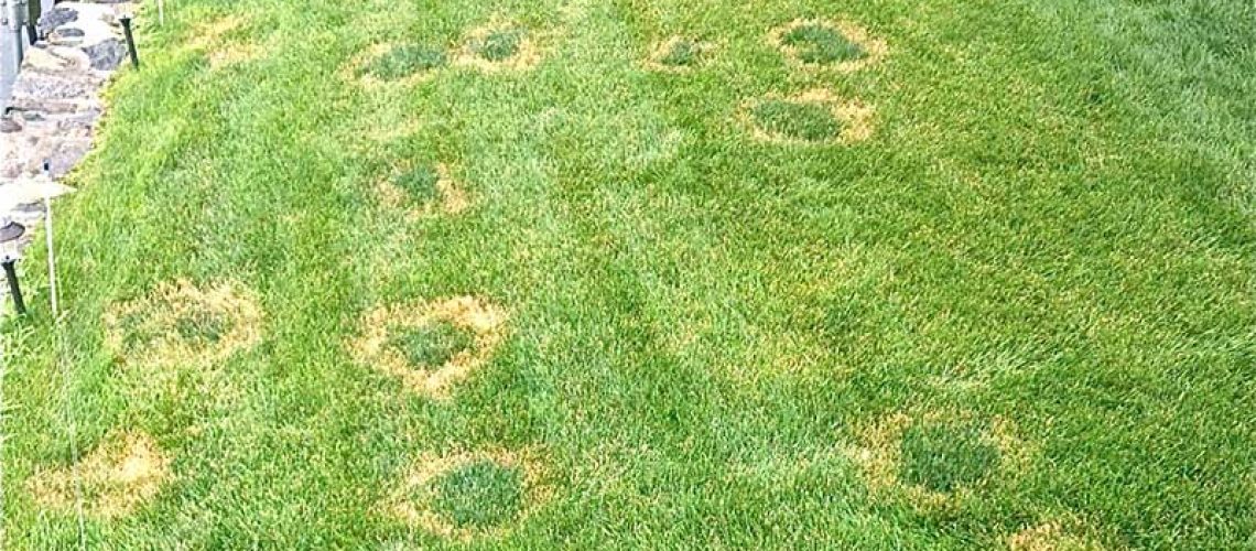 summer-lawn-fungus-necrotic-ring-spot